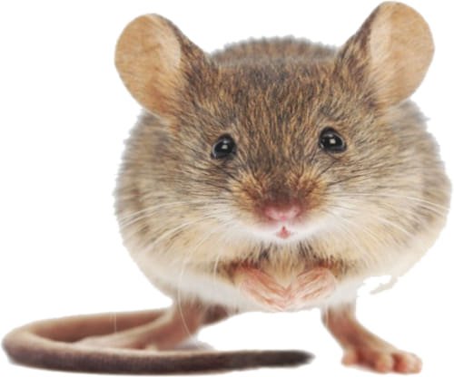 Muizengif gevaarlijk voor honden