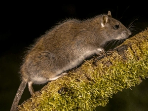 ratten