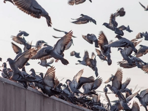 vogels