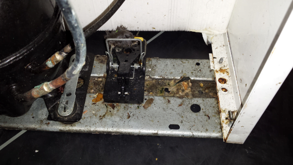 muizenval schoonmaken