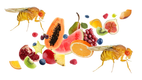 Fruitvliegjes voorkomen en bestrijden