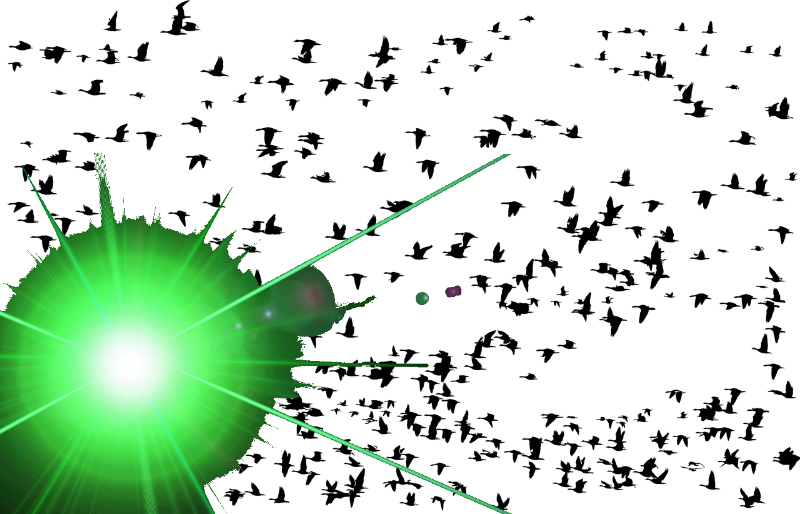 Ganzen en eenden verjagen met laser licht