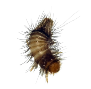 tapijt kevers larven