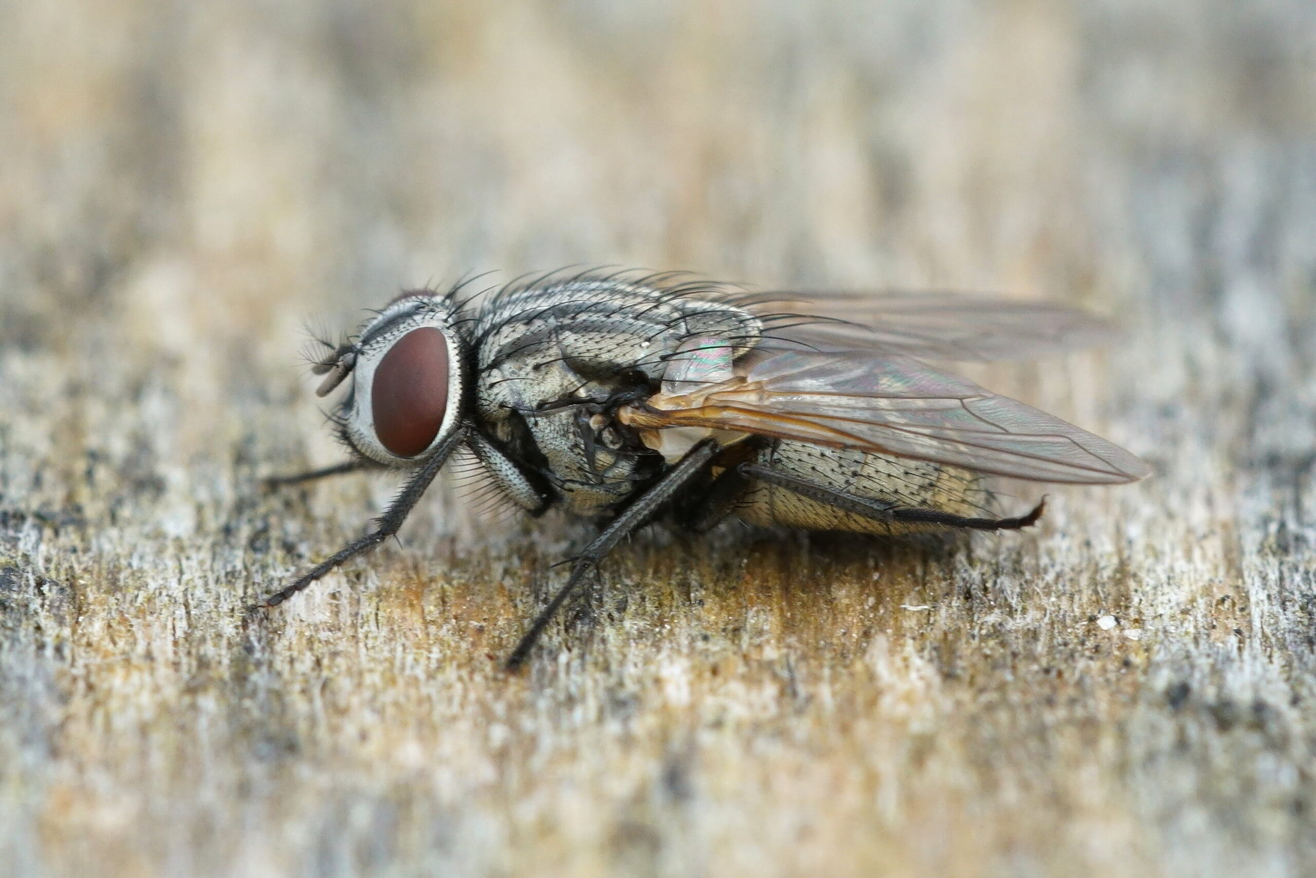 Herfstvlieg: Herkennen, leefwijze en bestrijden