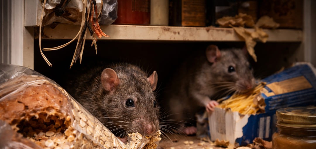 Hoe lang kan een rat zonder eten?