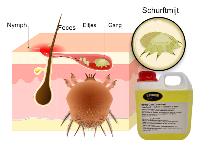 huisstofmijt - schurftmijt weren met PestiNext Matras Clean concentraat