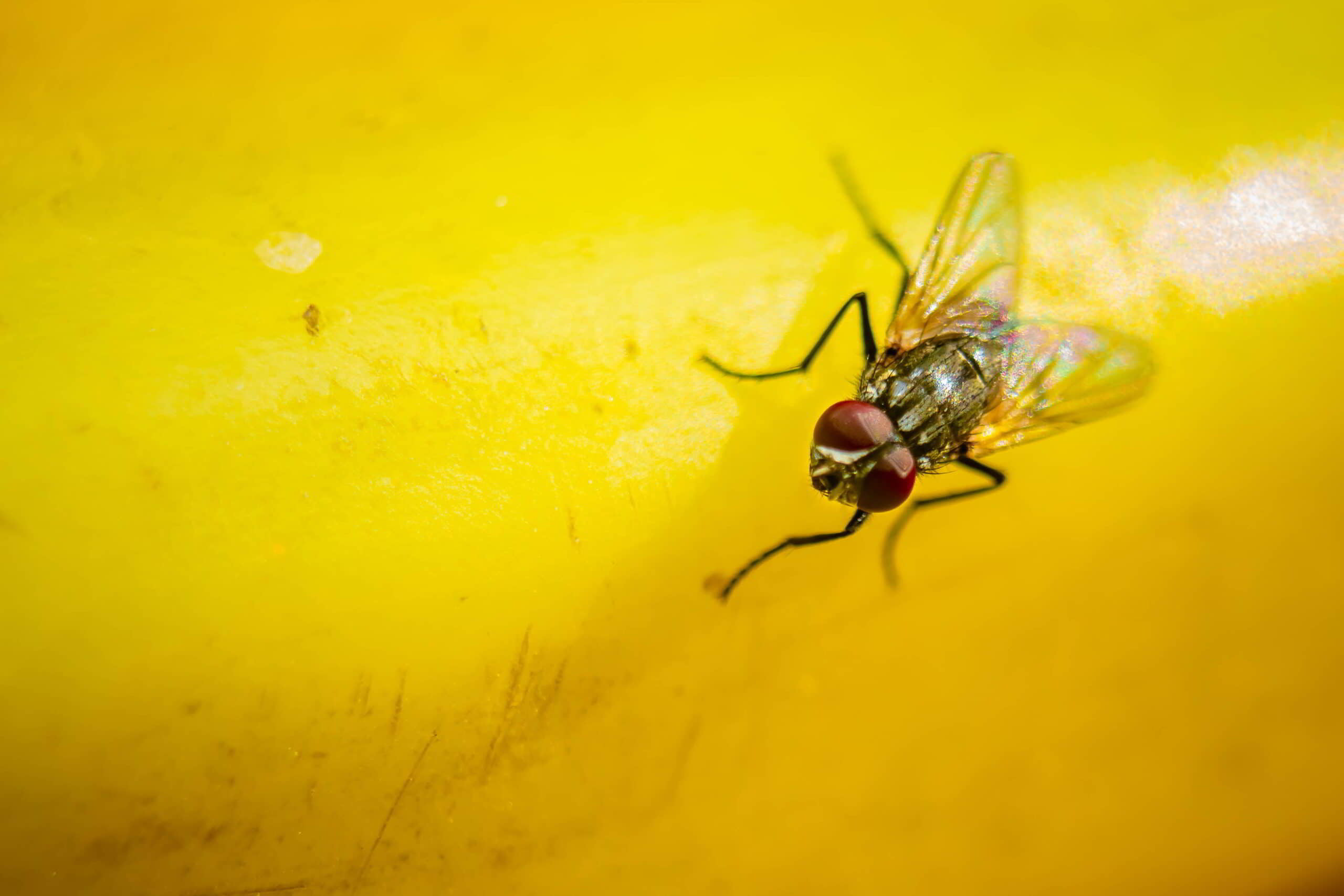 Huisvlieg bestrijden: Wat te doen?