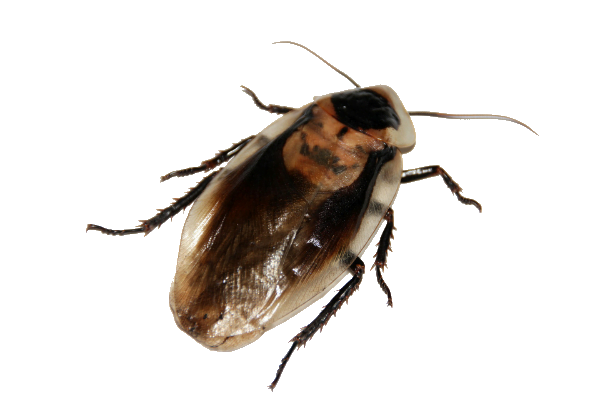 Topscore kruipende insecten spray