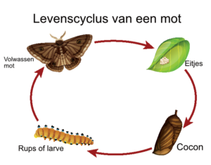 Cederhout tegen motten 