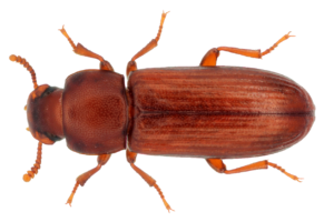 Kever Lokmiddel Lokstof