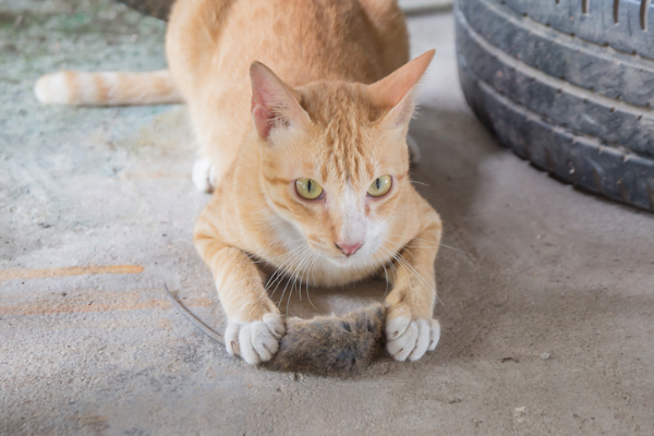 waar hebben muizen een hekel aan
