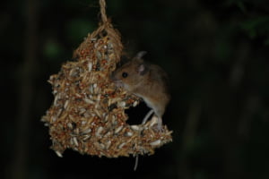 muizen in tuin