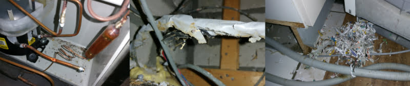 Muizen in huis schade