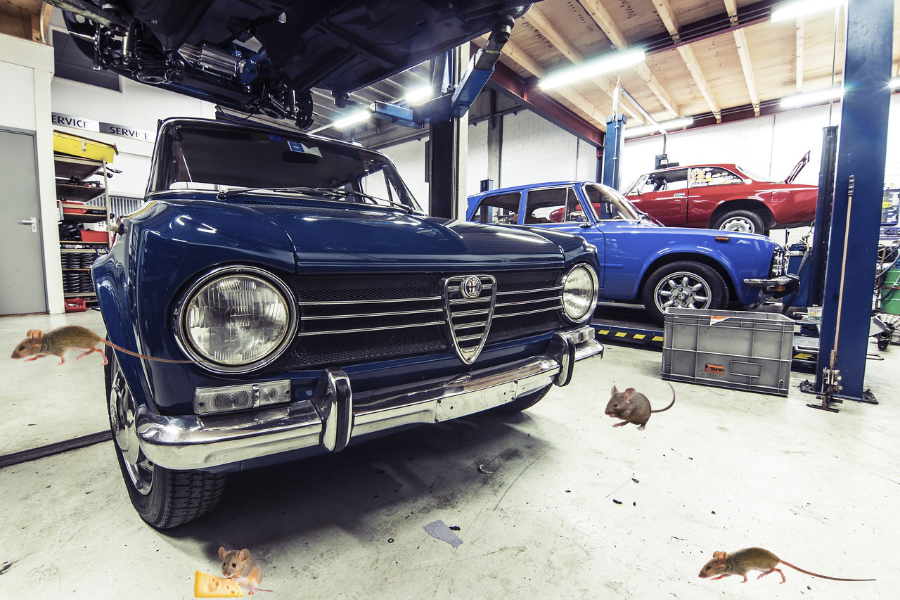 muizen verjagen uit auto