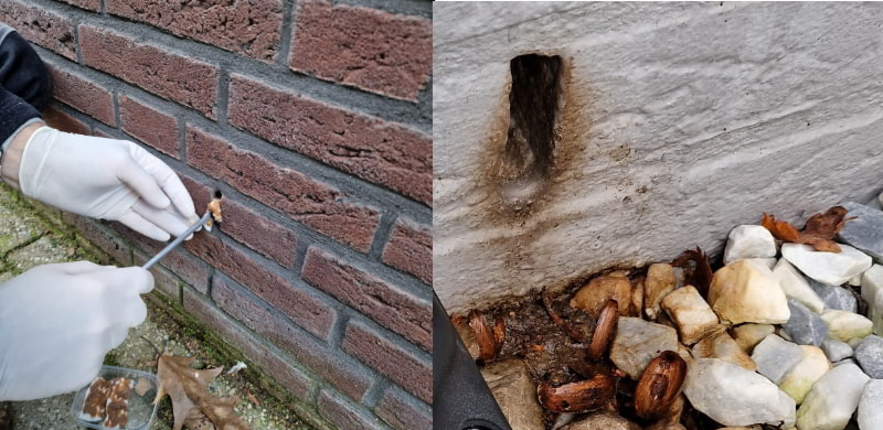 Muizen in spouwmuur: Wat te doen?