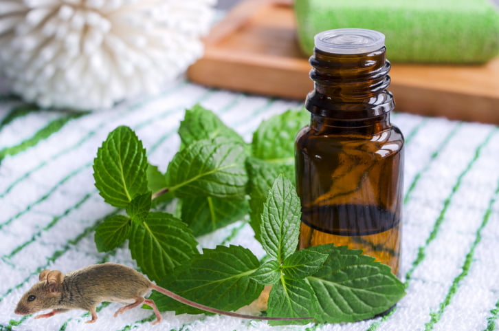Muizen verjagen pepermuntolie