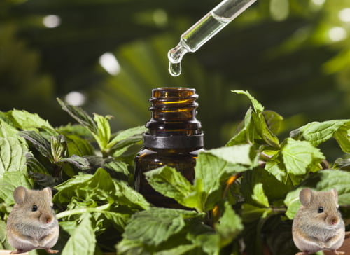 muizen verjagen pepermuntolie