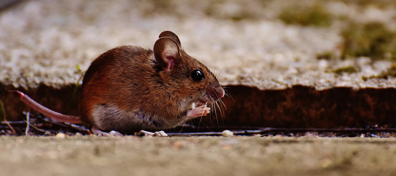 muizen-herkennen-10-duidelijke-tekenen-van-aanwezigheid