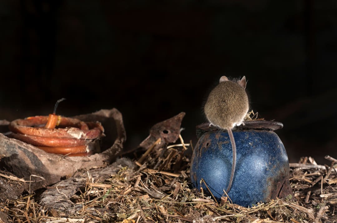 Muizen op zolder: Hoe voorkom je ze?