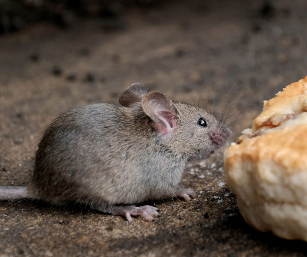 muizen in huis wat te doen