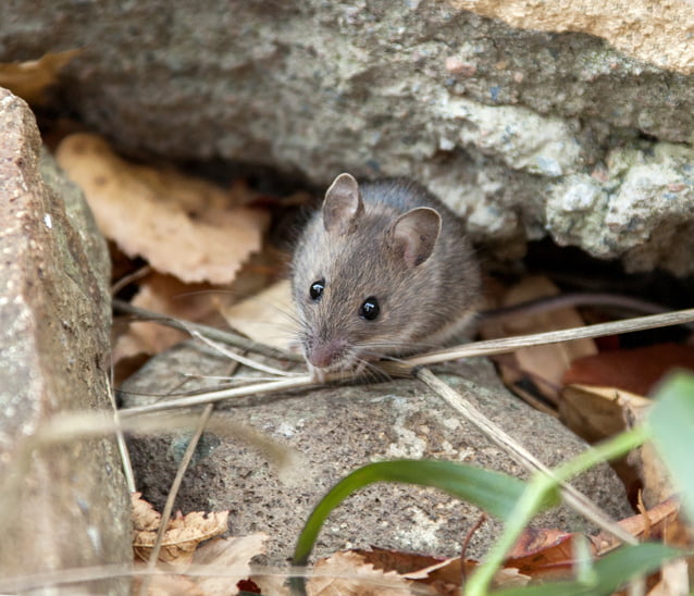 muizennest buiten het huis