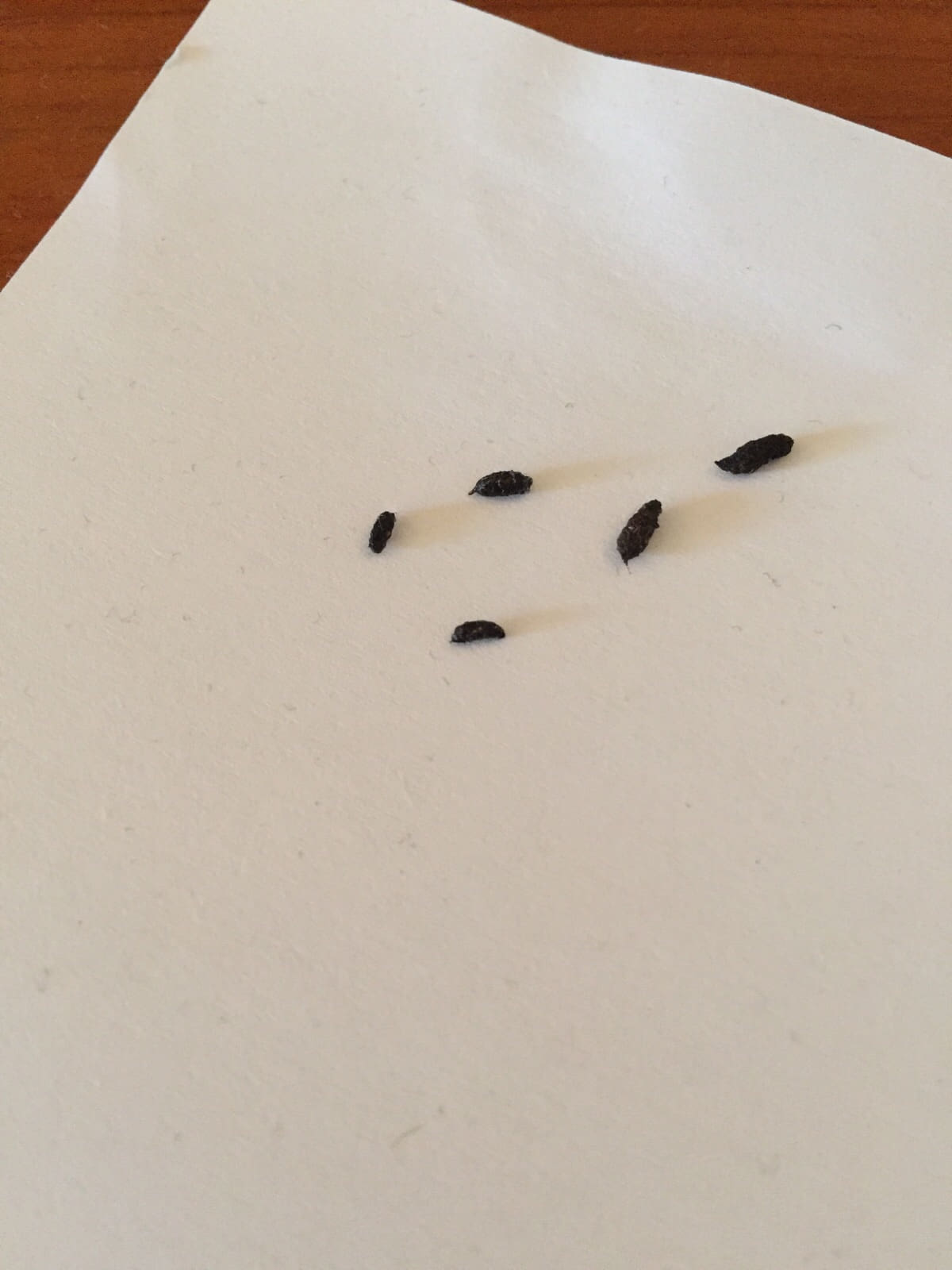 Muizen poep en urine