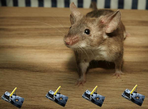 muizenval werkt niet