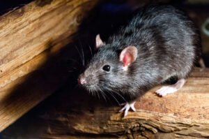 ongediertebestrijding ratten