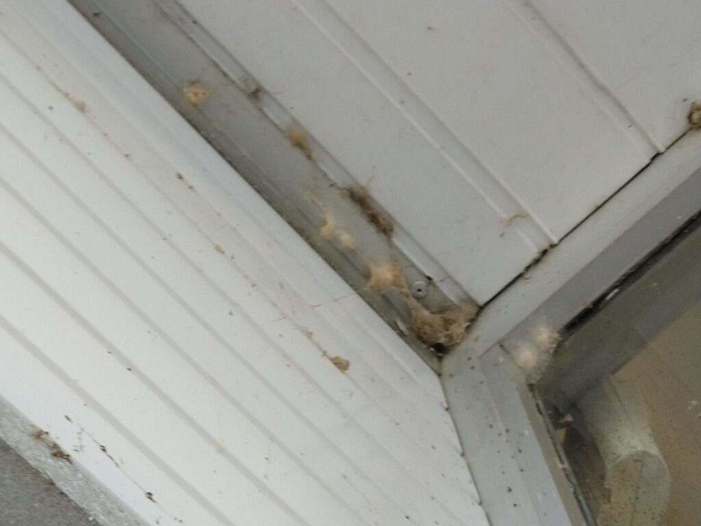 Spinnen Weg Concentraat