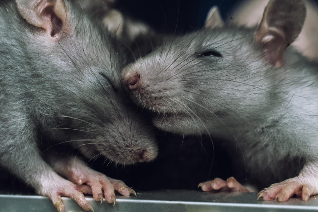 Ratten ziektes: Hoe ratten ons ziek maken