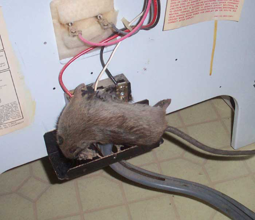 Zijn ratten gevaarlijk? Ontdek de gevaren van ratten