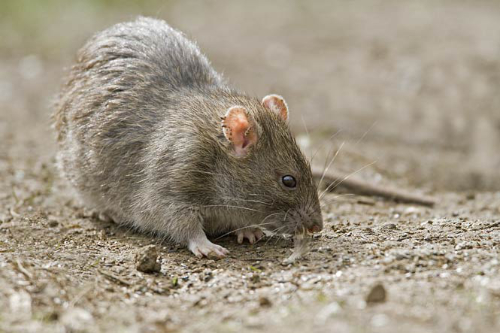 Handleiding Elektrische muizen- en rattenval