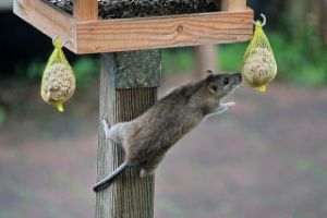 Ongedierte in de tuin voorkomen