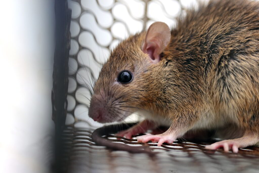 rat gevangen