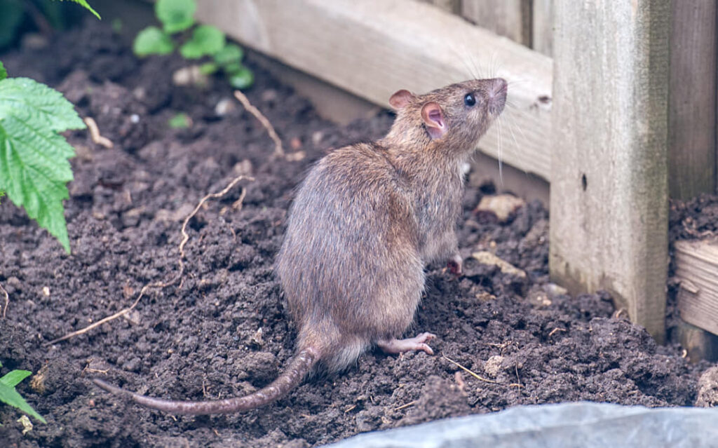 Ratten in de tuin: Voorkomen en bestrijden
