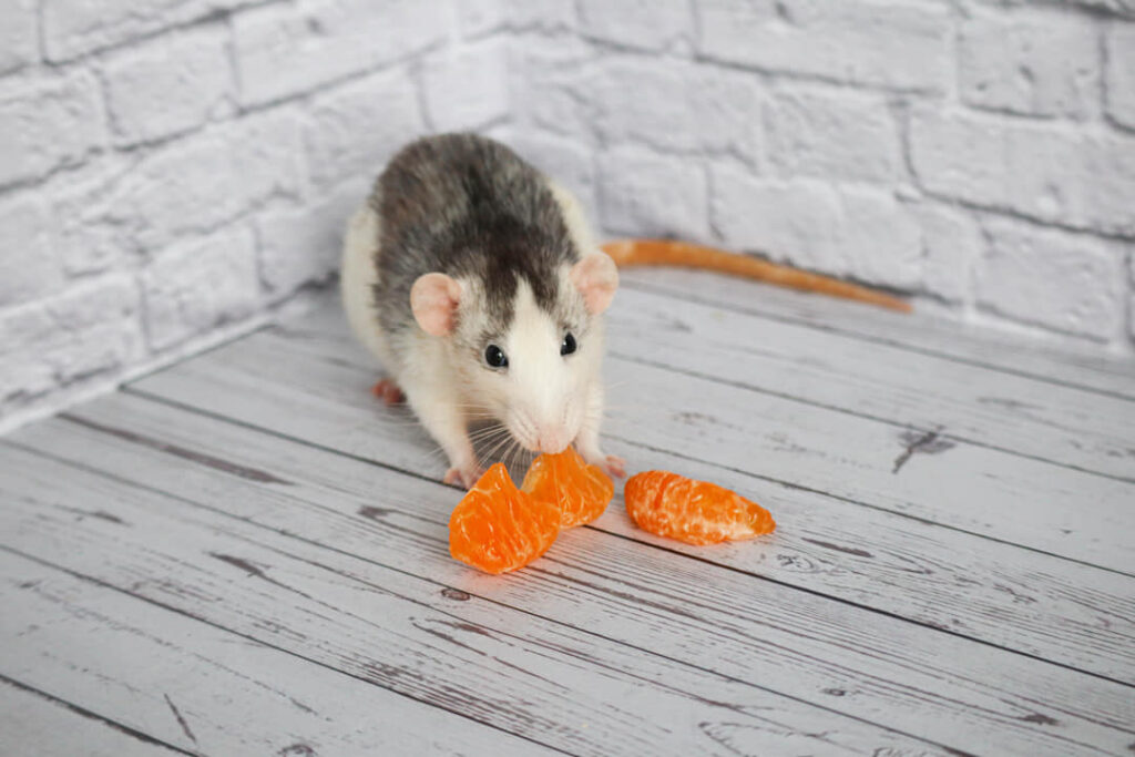 rat met stuk fruit