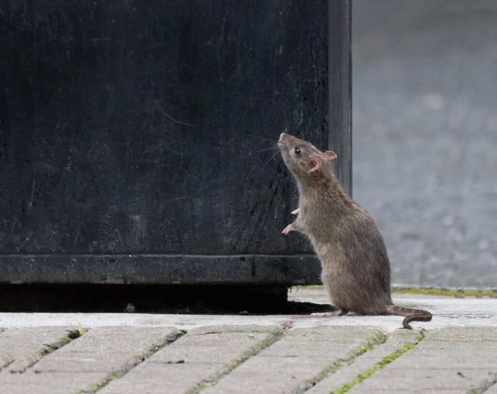 Rat naar boven kijken
