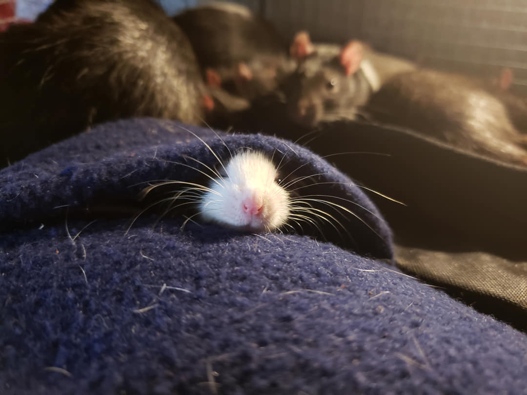 Ratten op zolder | Bestrijden & herkennen met onze tips
