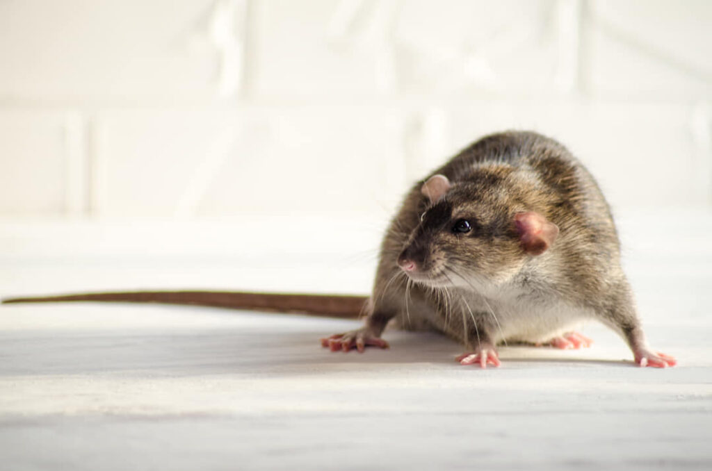 rat op de vloer