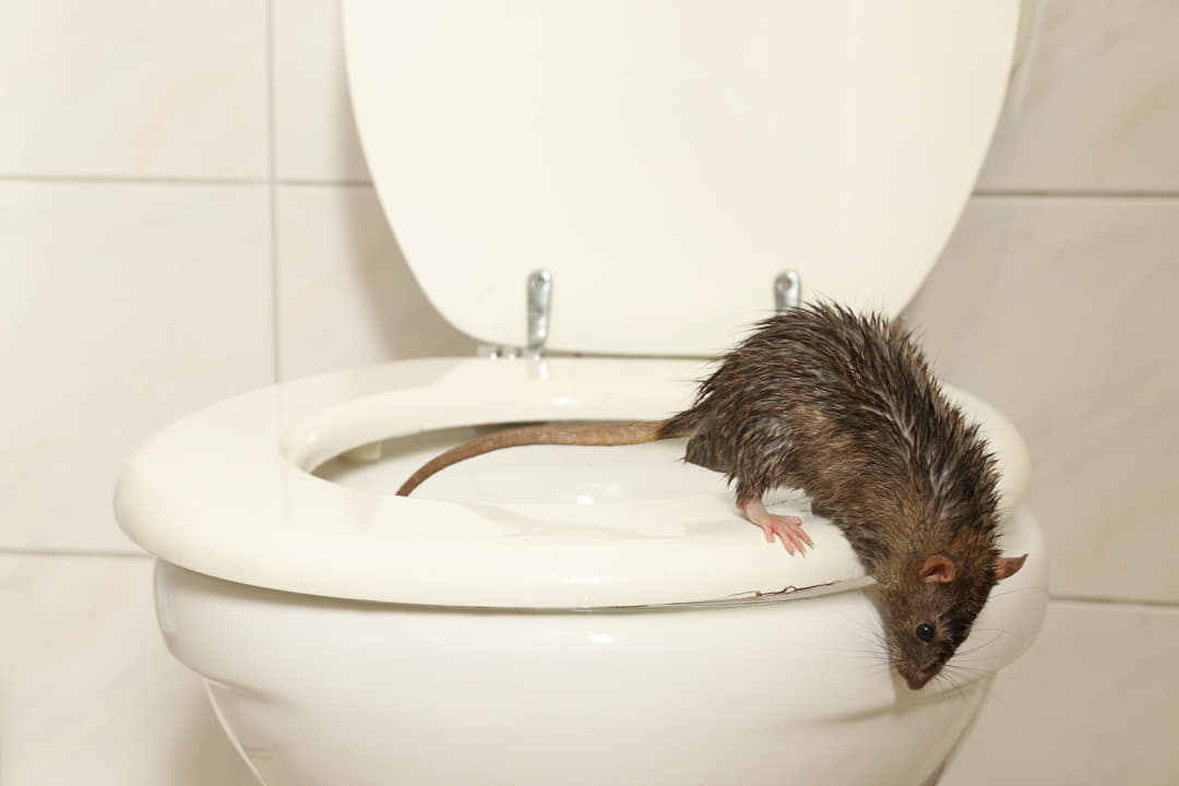 Ratten uit de wc: Bestrijden en voorkomen
