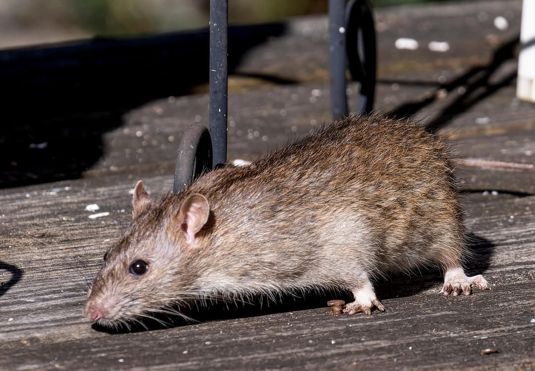 Rattenkeutels: Herkenning en ziektes