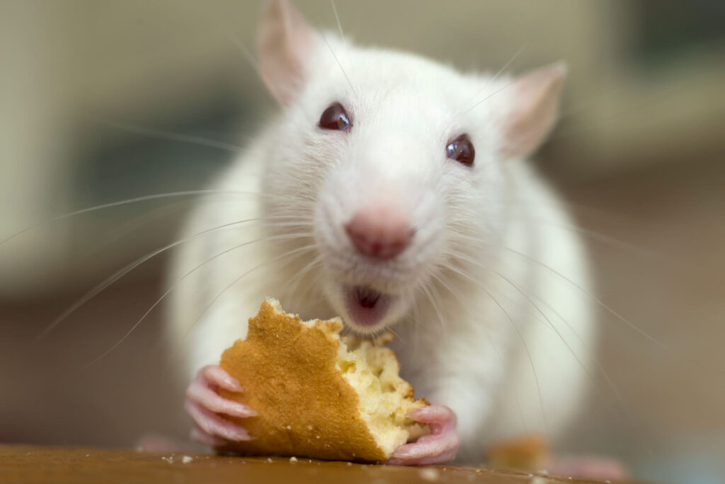 ratten aan het eten