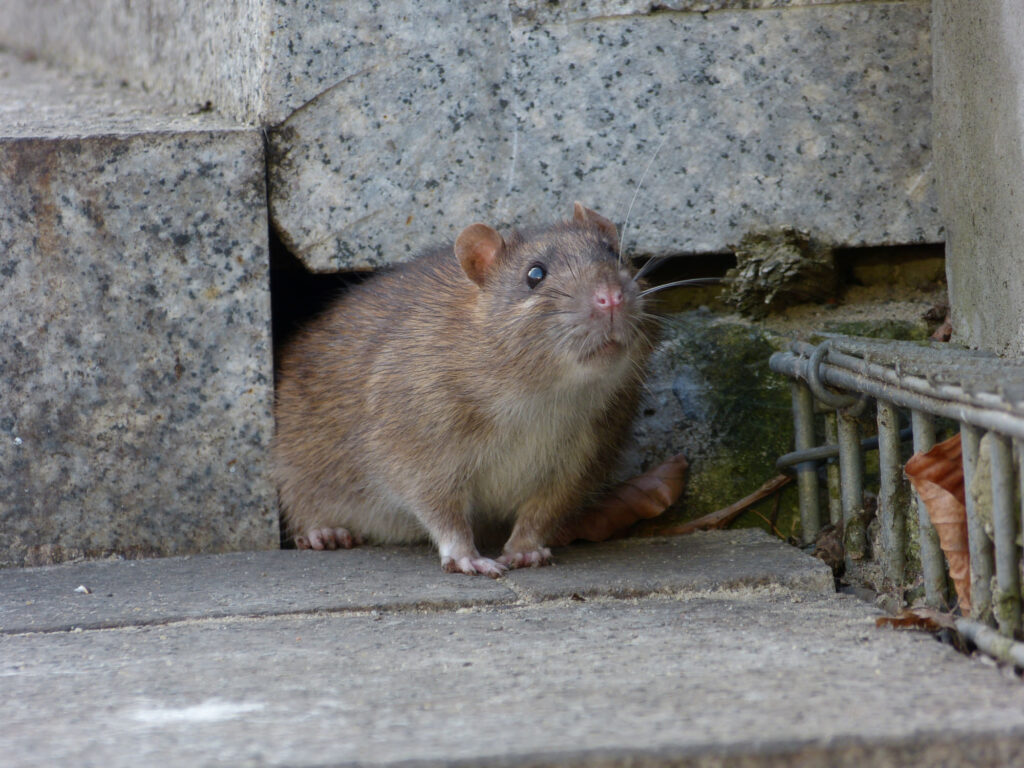 rat bestrijden in de tuin