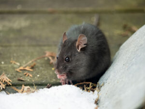 Ratten vangkooi buiten 