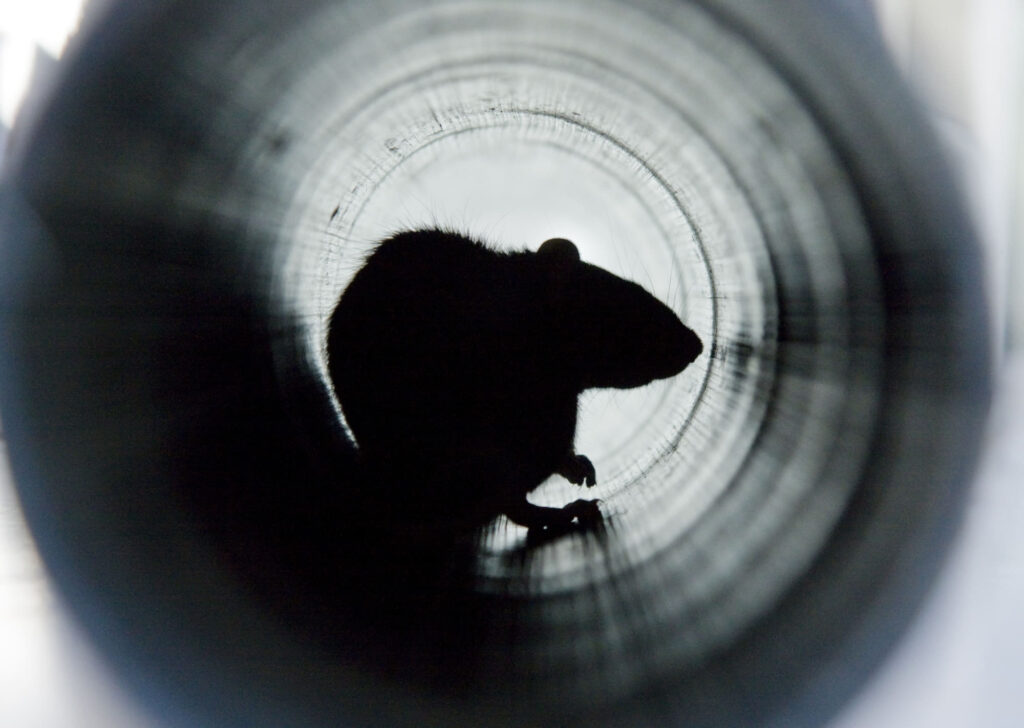 rat in kruipruimte