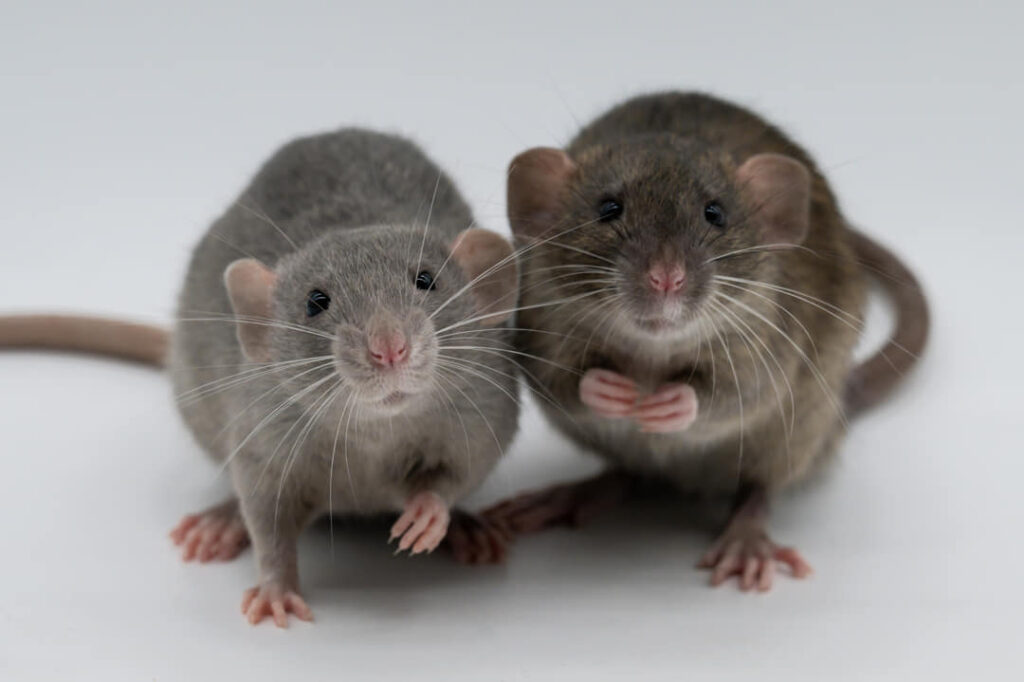 twee ratten overlast