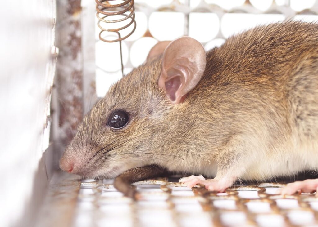 Ratten vangen: 15 tips van een professionele ongediertebestrijder