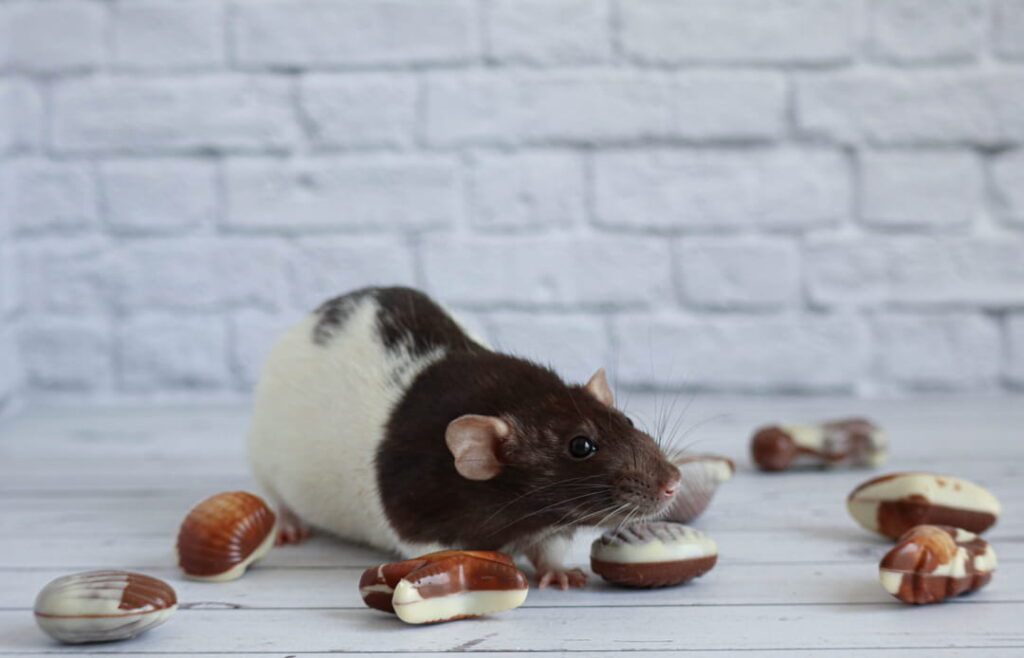 Ratten vangen met chocolade