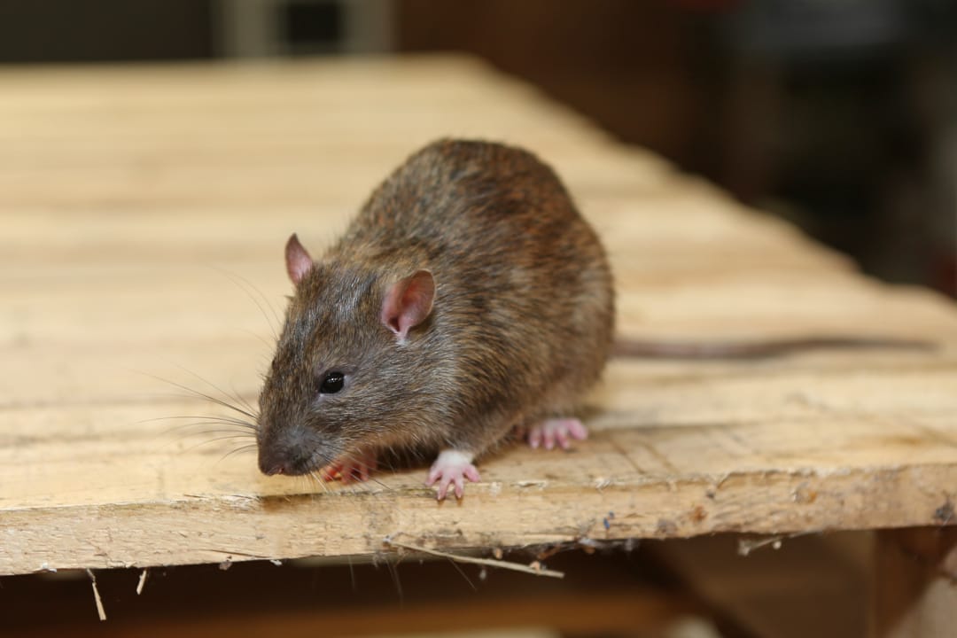 Ratten verjagen: Geen rattenproblemen meer