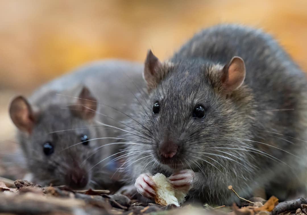 Soorten ratten in Nederland: Kenmerken en gewoontes